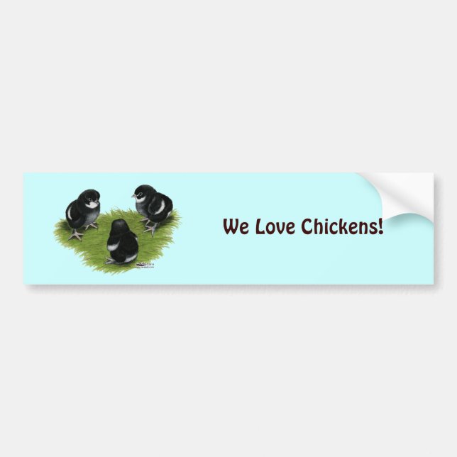 Marans Black Copper Chicks Bumper Sticker (Front)