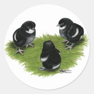 Marans Black Copper Chicks Classic Round Sticker