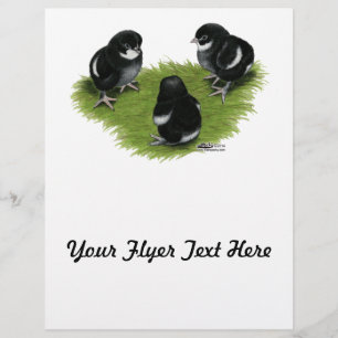 Marans Black Copper Chicks Flyer