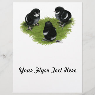 Marans Black Copper Chicks Flyer