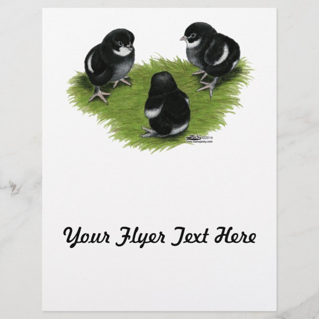 Marans Black Copper Chicks Flyer (Front)