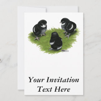 Marans Black Copper Chicks Invitation