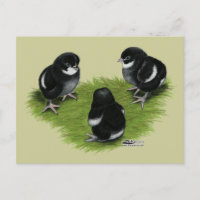 Marans Black Copper Chicks