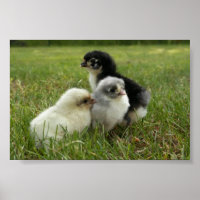 Marans Chicks