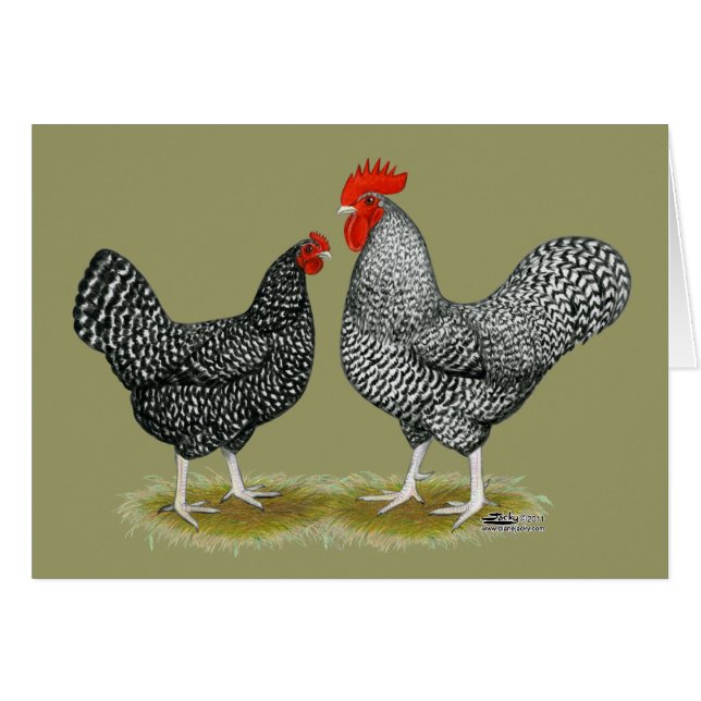 Marans:  Cuckoo Pair (Front Horizontal)