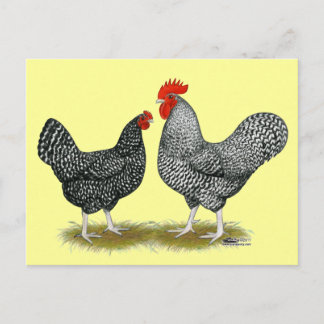 Marans: Cuckoo Pair Postcard