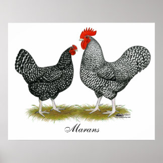 Marans: Cuckoo Pair Poster