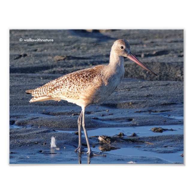 Marbled Godwit at Sunset Photo Print (Front)