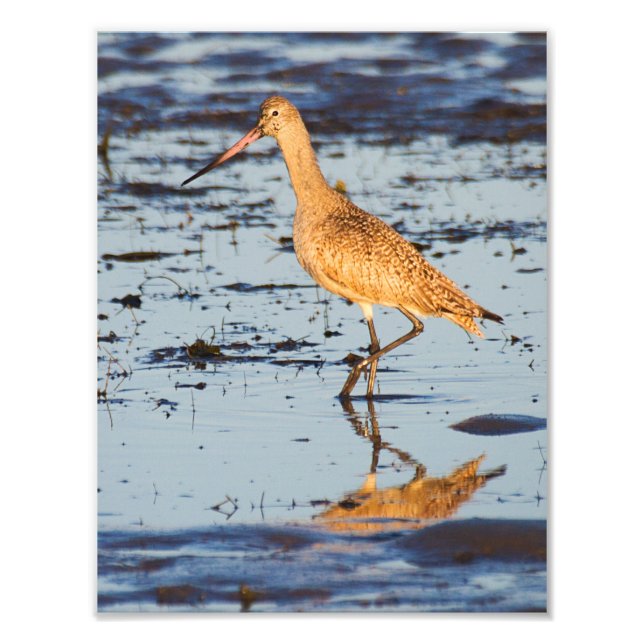 Marbled Godwit in the Pacific Ocean Photo Print (Front)