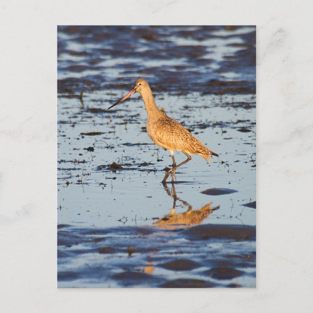 Marbled Godwit in the Pacific Ocean Postcard (Front)