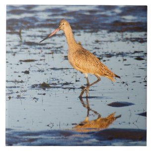 Marbled Godwit in the Pacific Tile