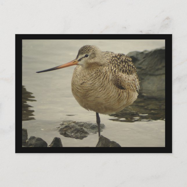 Marbled Godwit Postcard (Front)