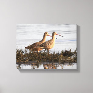 Marbled Godwits at Blackie Spit Canvas Print