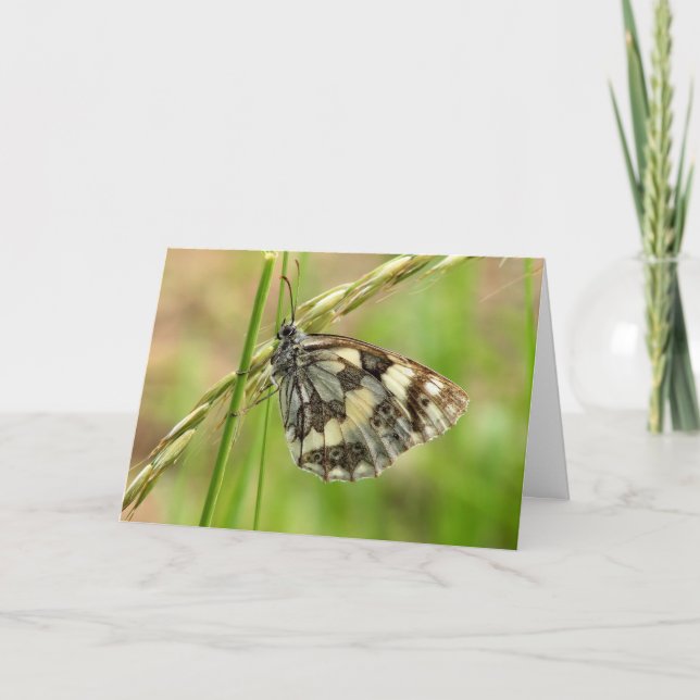 Marbled White Butterfly on Grass Card (Front)