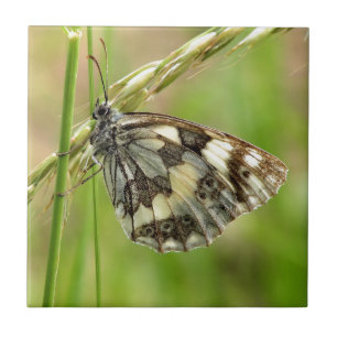 Marbled White Butterfly on Grass Tile
