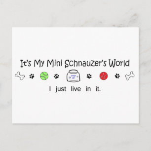 march15b15MiniSchnauzer.jpg Postcard