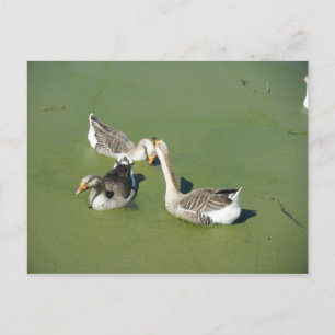 March 4 (59) Postcard