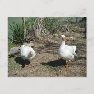 March 4 (63) Postcard