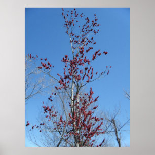 March 4th_Colorful Red Tree Poster
