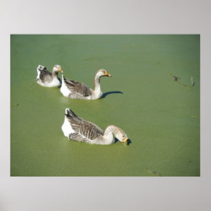 March 4th_Swamp Ducks #2 Poster