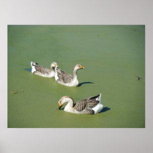 March 4th_Swamp Ducks Canvas Poster