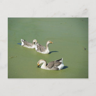 March 4th_Swamp Ducks Postcard