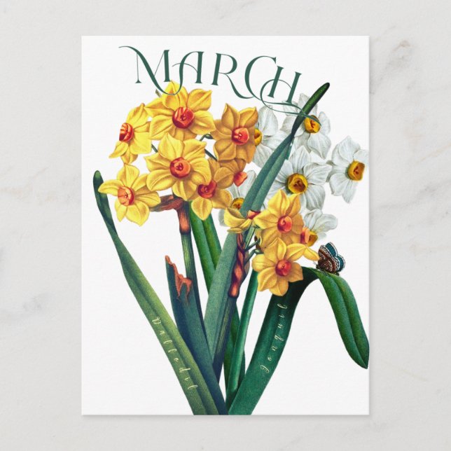 March Flowers Jonquil Daffodil Fancy Postcard (Front)