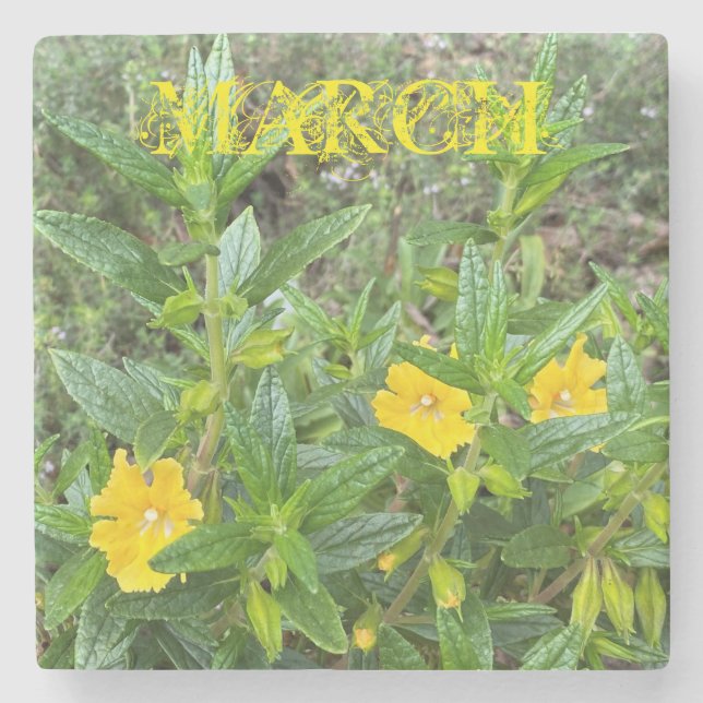 March Monkeyflowers Stone Coaster (Front)