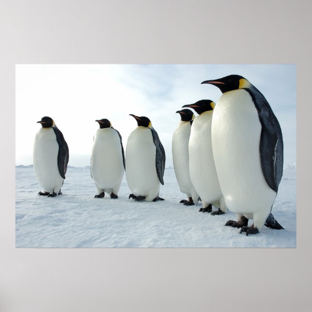 March of the Penguins Poster (Front)