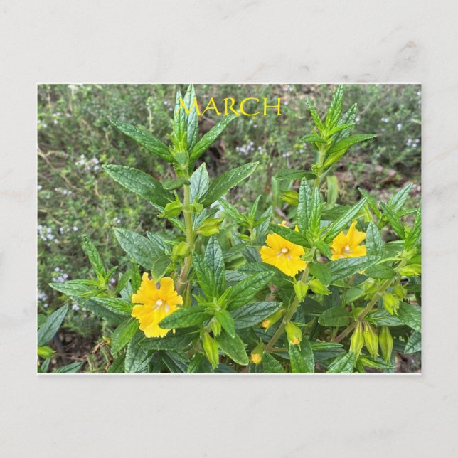 MARCH POSTCARD (Front)
