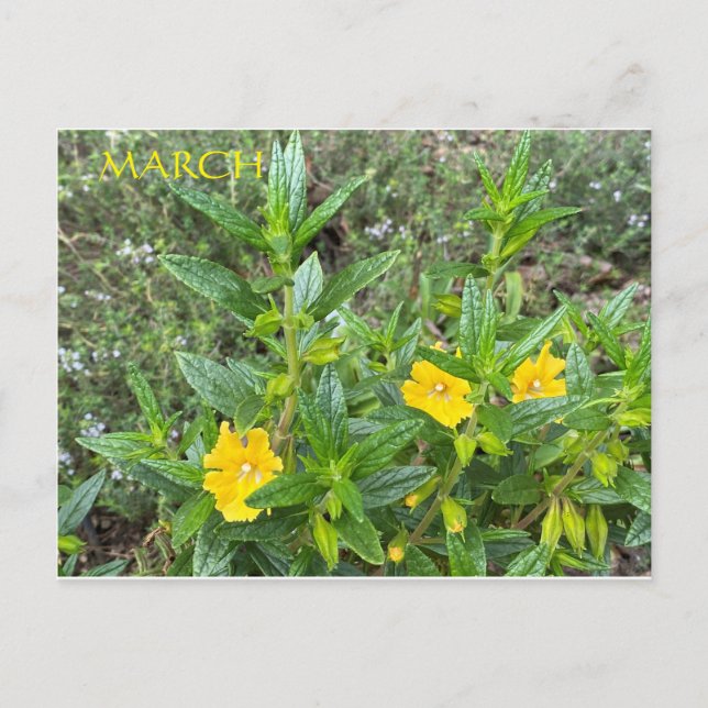 MARCH POSTCARD (Front)