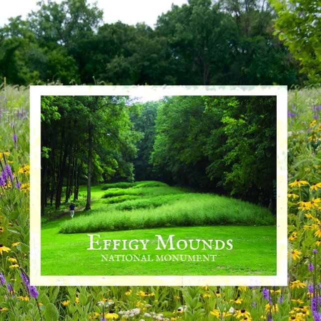 Marching Bear Mounds Group, Summer, Effigy Mounds Postcard (Creator Uploaded)