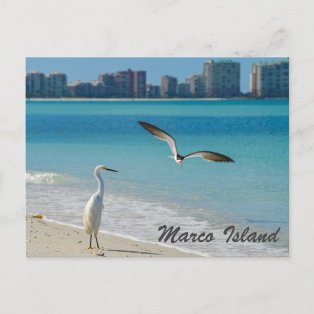 Marco Island Wildlife postcard (Front)