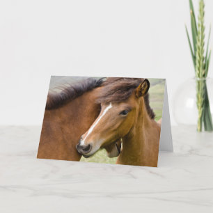Mare And Colt Card