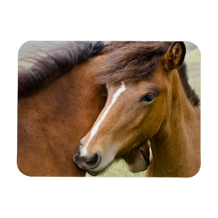 Mare And Colt Magnet
