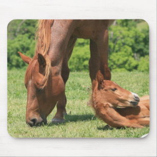 Mare and Colt Mouse Pad