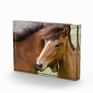 Mare And Colt Photo Block