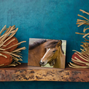 Mare And Colt Plaque