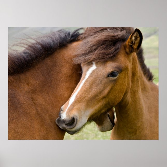 Mare And Colt Poster (Front)