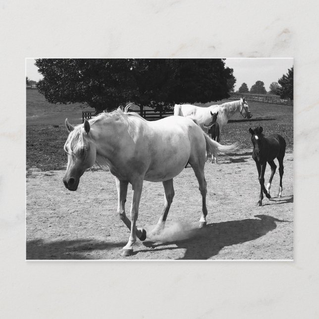 Mare and Filly Postcard (Front)