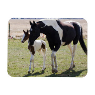 Mare and Filly Walking Magnet