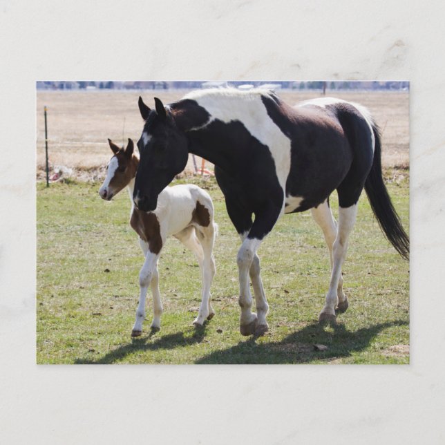 Mare and Filly Walking Postcard (Front)