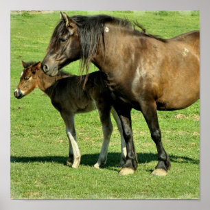 Mare and Foal Poster Print