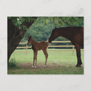 Mare and Foal Under Tree Postcard