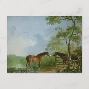 Mare and Stallion in a Landscape Postcard