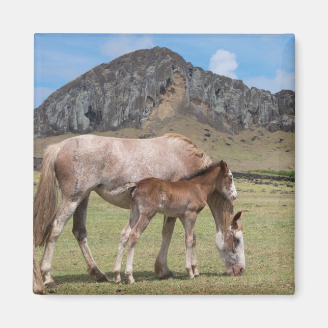 Mare & Colt at Volcanic Crater of Rano Raraku Magnet (Front)