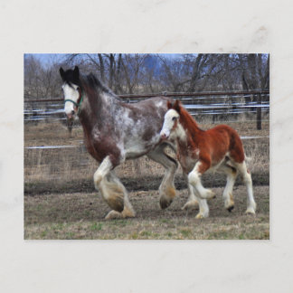 Mare & colt running postcard