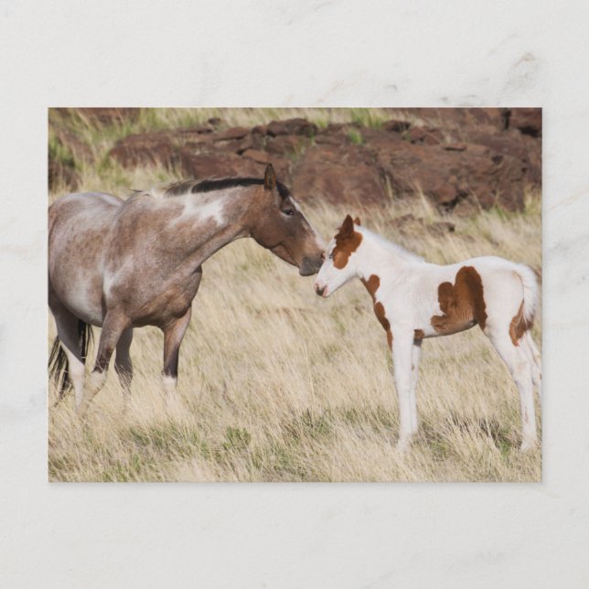 Mare with Colt Postcard (Front)