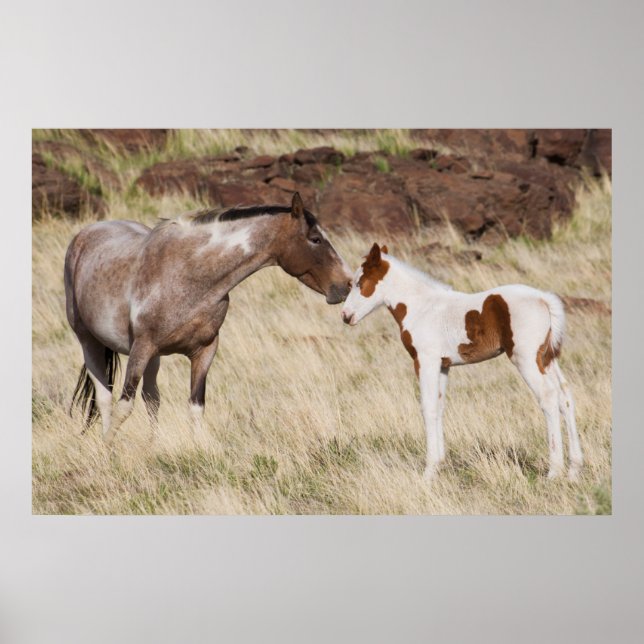 Mare with Colt Poster (Front)