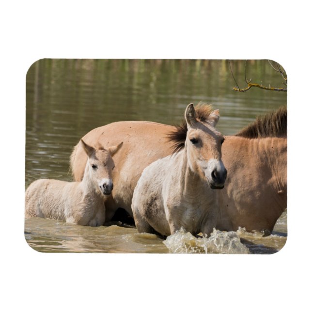 Mare with Foal Crossing a River Magnet (Horizontal)